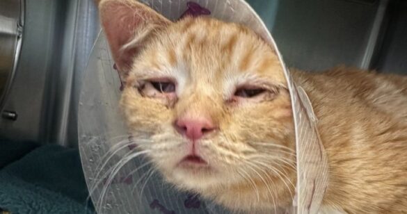 Cat Rescue Near Alberta's Dickson Dam