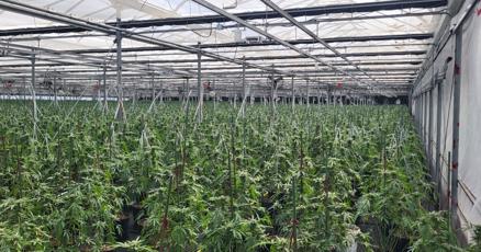 illegal cannabis operation