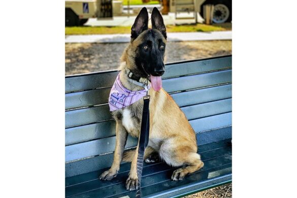California Dog Trainer