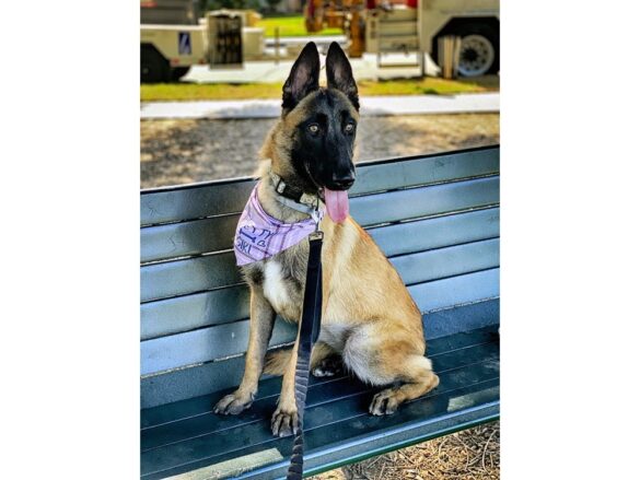 California Dog Trainer