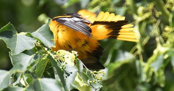 Fatal Ancaster Crash