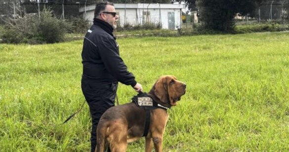 Italian Police Bloodhound
